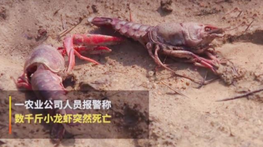 如何通過(guò)互聯(lián)網(wǎng)加強(qiáng)品牌管理-熊孩子毒死小龍蝦事件之我見